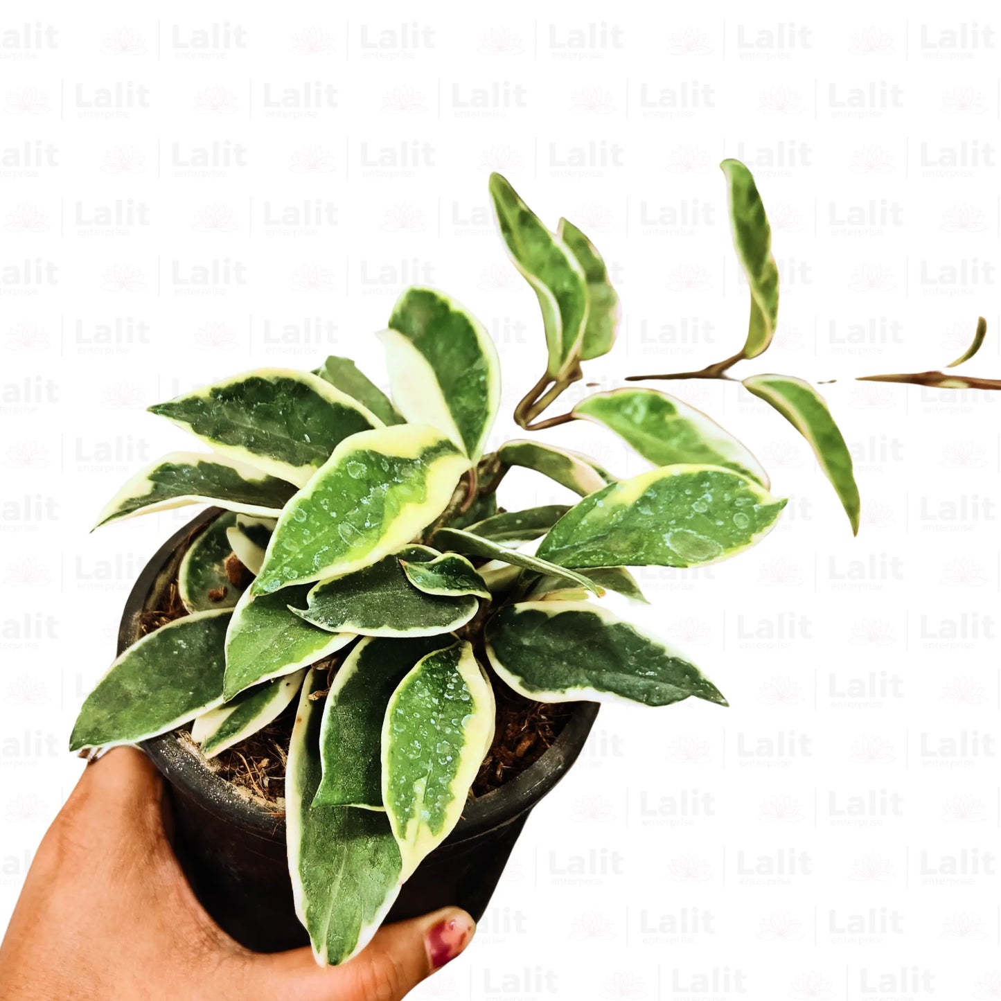 Buy Krimson Queen "Variegated" - Plant Online at Lalitenterprise