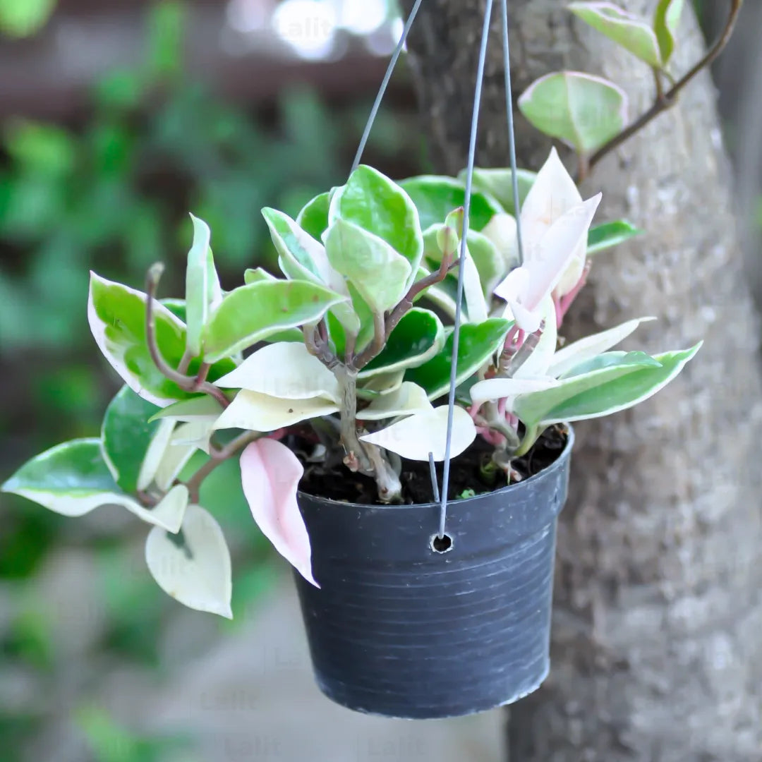 Buy Hoya Carnosa (Krimson Queen) "Variegated" - Plant Online at Lalitenterprise