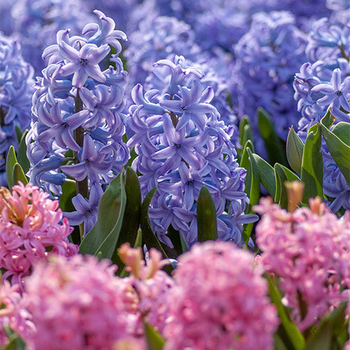 Buy Hyacinth Flower Bulbs "Multicolour" Online at Lalitenterprise