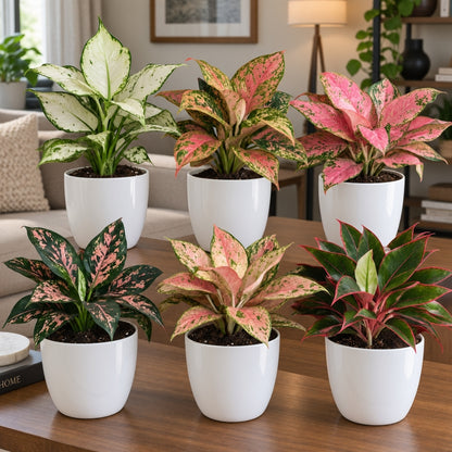 Buy Festive Decor Aglaonema Plants Online at Lalitenterprise