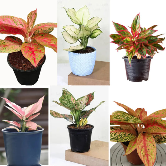 Buy Hybrid Aglaonema "Pack of 6" - Plant Online at Lalitenterprise