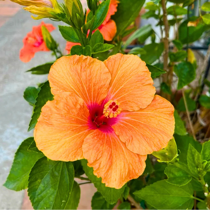 Buy Hybrid Hibiscus Flower, Gudhal - Plant Online at Lalitenterprise