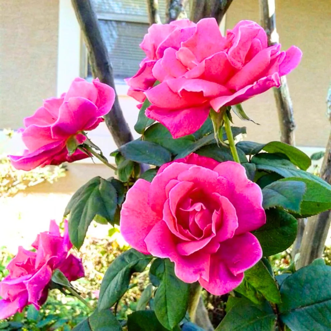 Buy Hyderabadi Rose 'Gulab' - Plant Online at Lalitenterprise