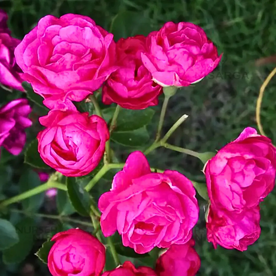 Buy Hyderabadi Rose 'Gulab' - Plant Online at Lalitenterprise