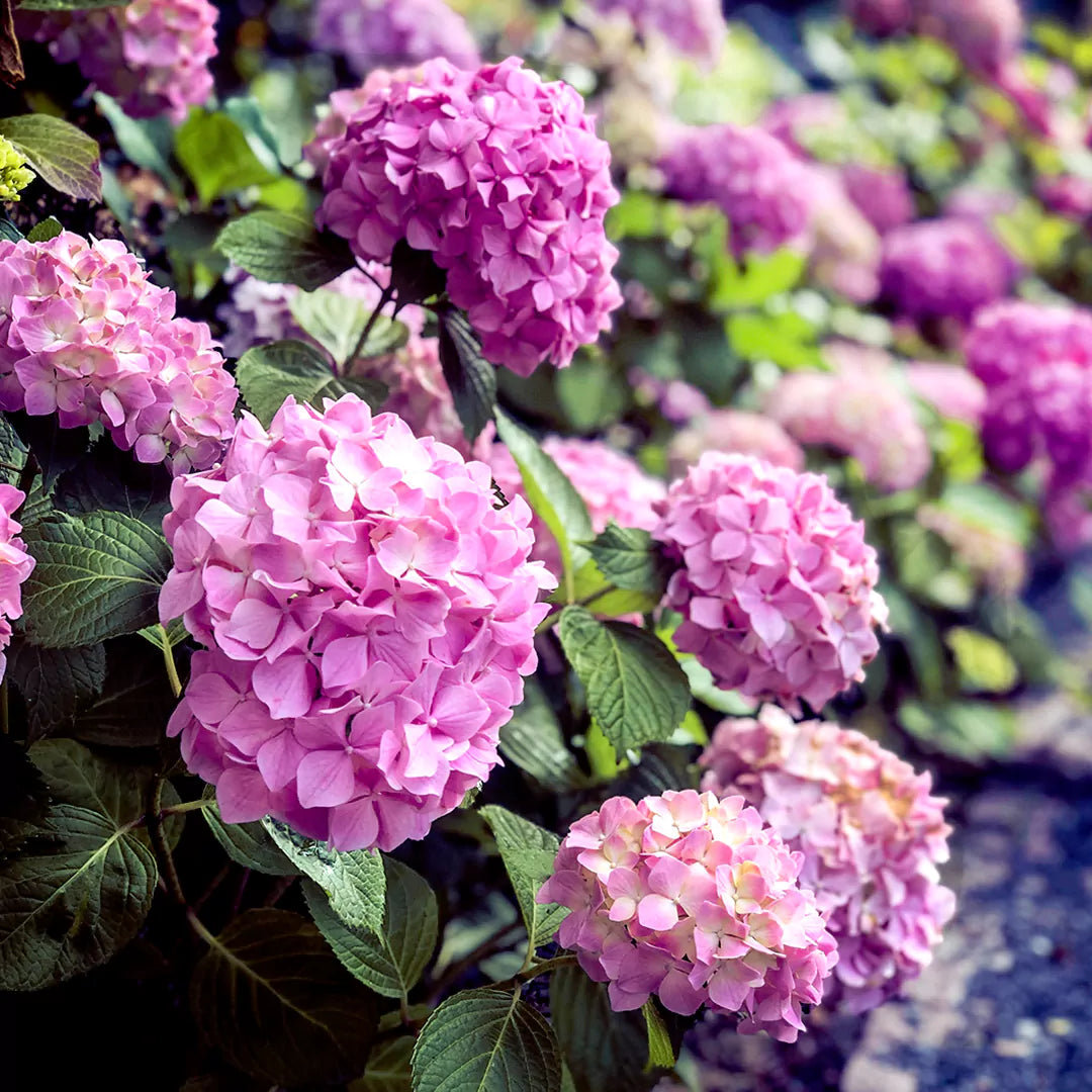 Buy Hydrangea Mophead (Hydrangea Macrophylla) "Multicolor" - Plant Online at Lalitenterprise
