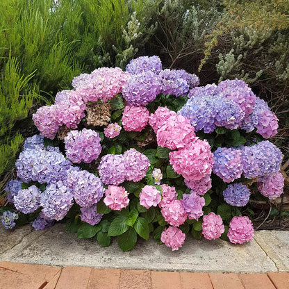 Buy Hydrangea Macrophylla "Multicolor" - Plant Online at Lalitenterprise