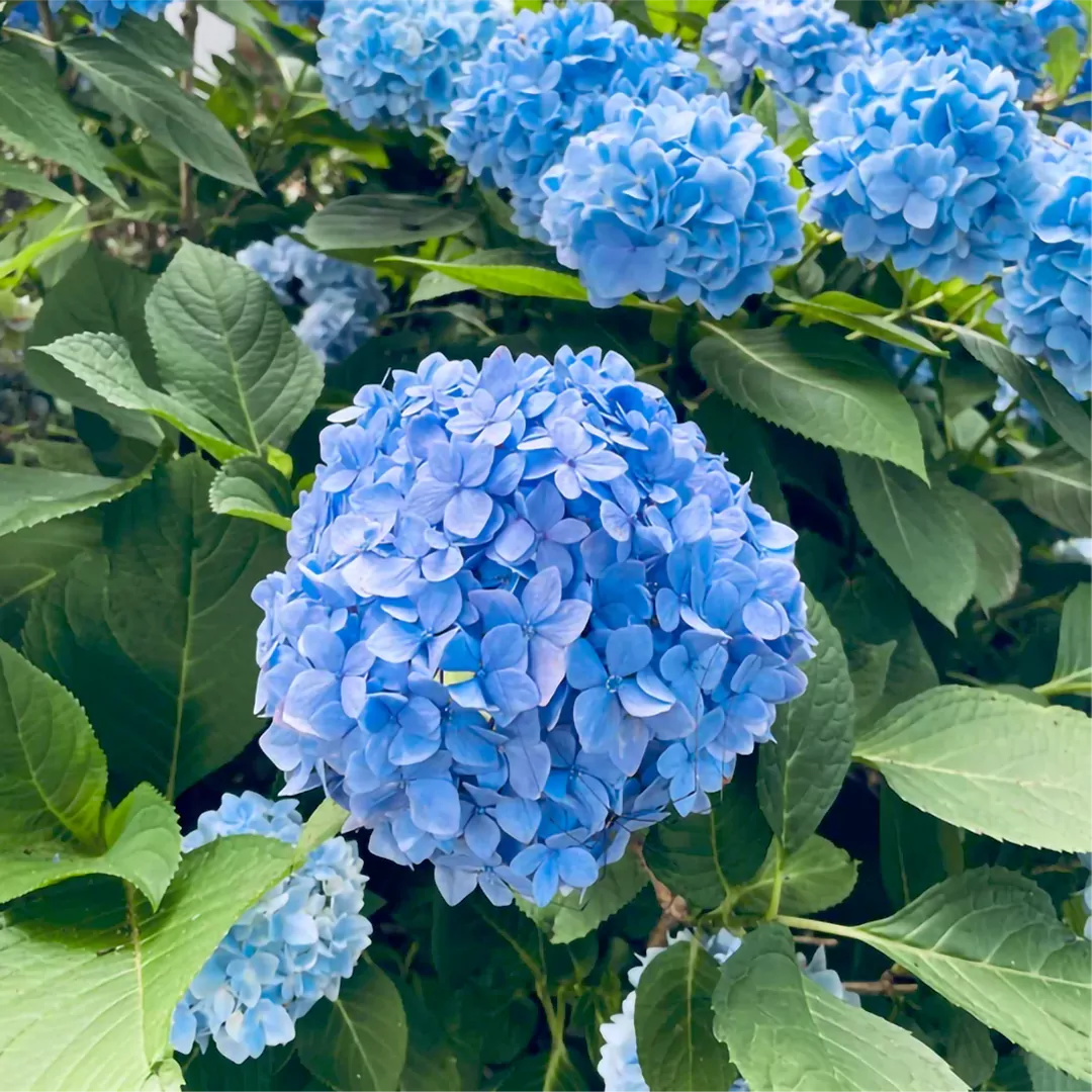 Buy Hydrangea Mophead "Multicolor" - Plant Online at Lalitenterprise