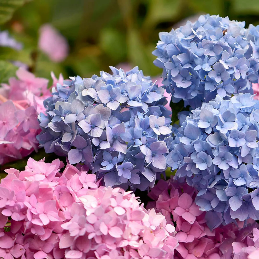 Buy Hydrangea Mophead (Hydrangea Macrophylla) "Multicolor" - Plant Online at Lalitenterprise