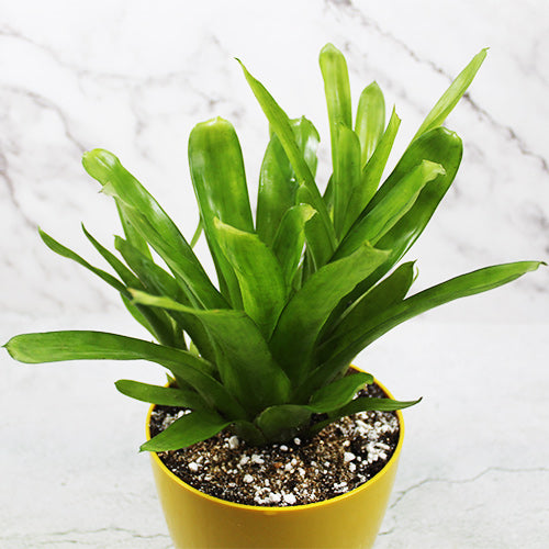 Buy Matchstick Bromeliad – Plant At Lalitenterprise