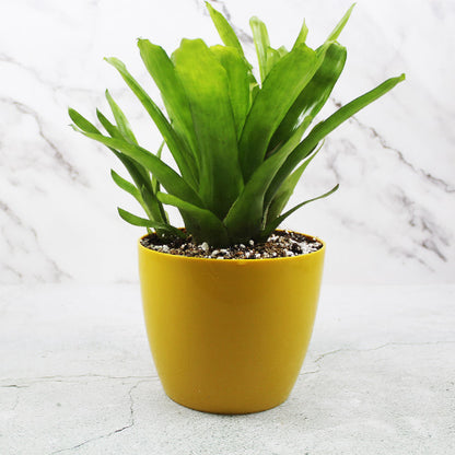 Buy Matchstick Bromeliad – Plant At Lalitenterprise