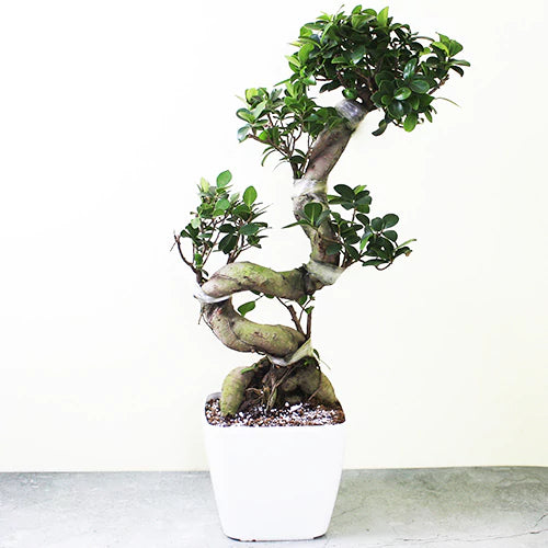 Buy Ficus S- Shape Tree "Bonsai" - Plant Online at Lalitenterprise