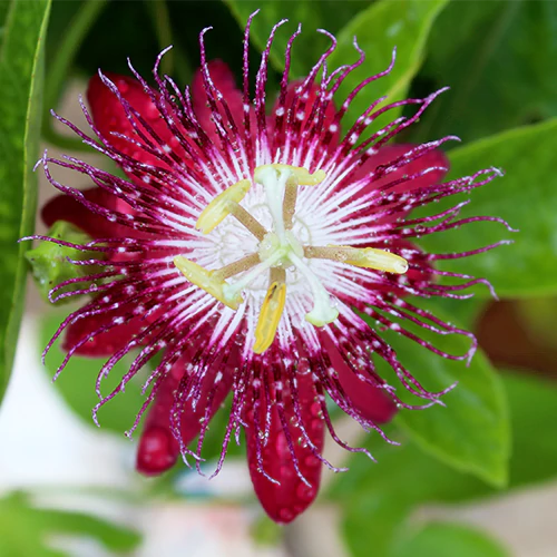 Krishnakamal, Passiflora, Passion Flower (Pink) - Plant