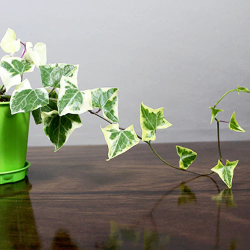 Buy English Ivy Variegated ( Hedera Helix) "Variegata" Plant online at Lalitenterprise