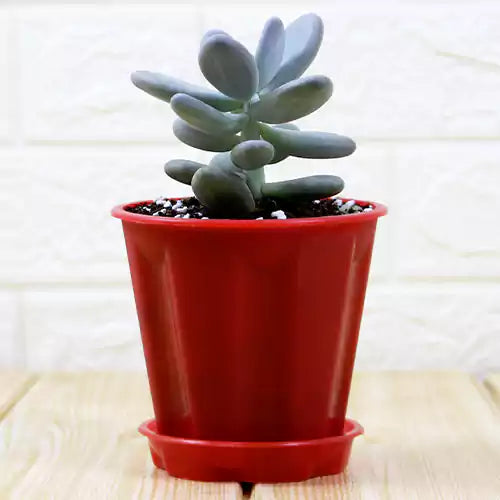 Buy Moonstone Succulent (Pachyphytum oviferum) Plant Online at Lalitenterprise