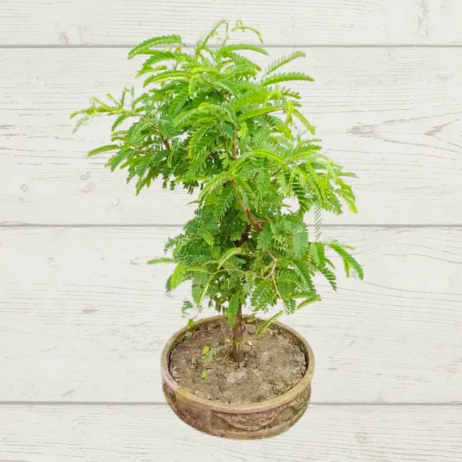 Buy Imli "Bonsai" (Tamarindus Indica) - Plant Online at Laliteterprise
