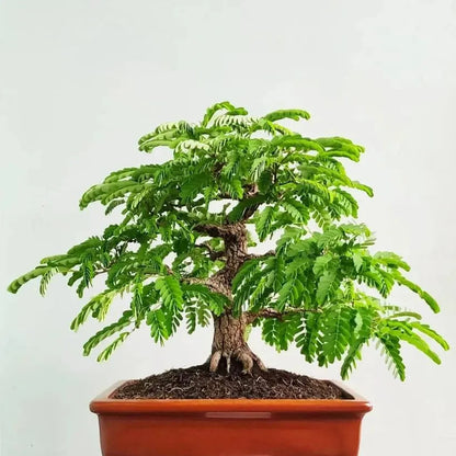 Buy Imli "Bonsai" (Tamarindus Indica) - Plant Online at Laliteterprise