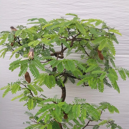 Buy Imli "Bonsai" (Tamarindus Indica) - Plant Online at Laliteterprise