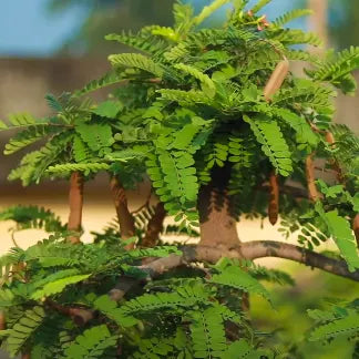 Buy Imli "Bonsai" (Tamarindus Indica) - Plant Online at Laliteterprise