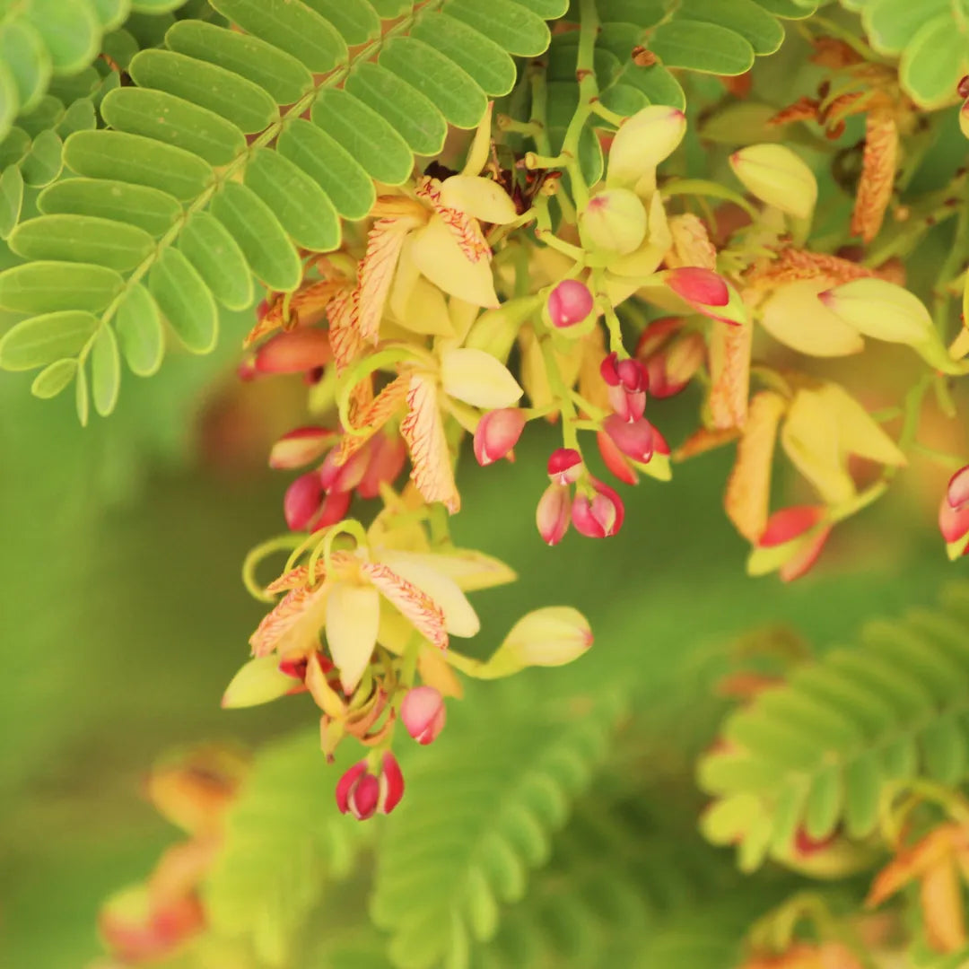 Buy Imli "Tamarind" - Plant Online at Lalitenterprise
