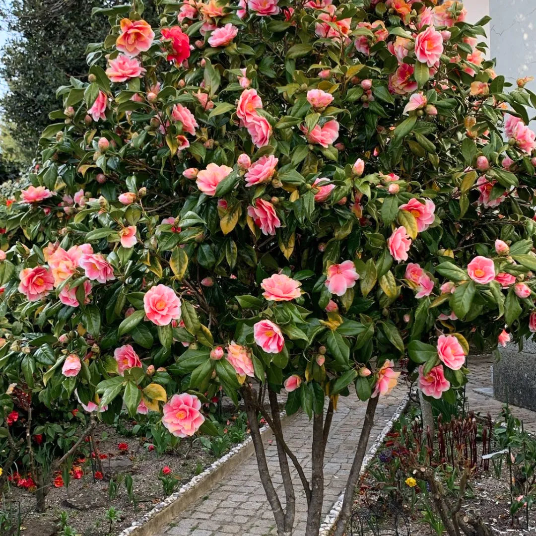 Buy Imported Camellia (Camellia Japonica) - Plant Online at Lalitenterprise