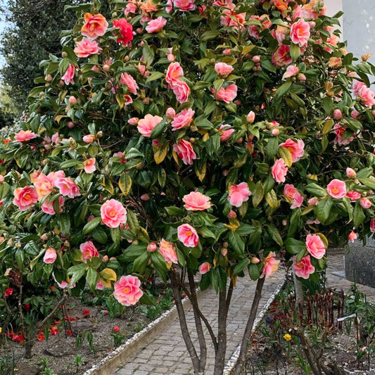 Buy Imported Camellia (Camellia Japonica) - Plant Online at Lalitenterprise