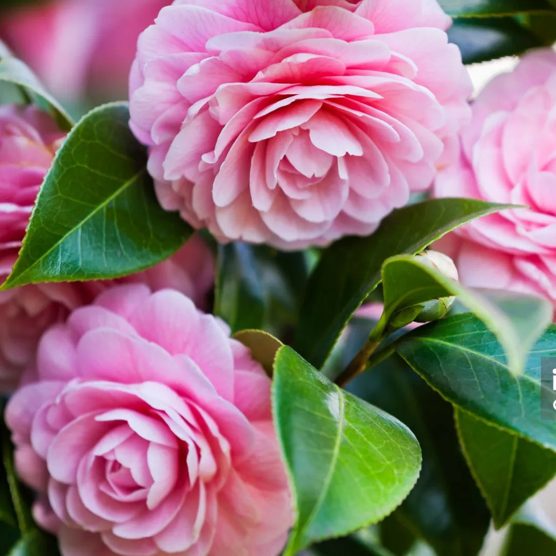 Buy Imported Camellia (Camellia Japonica) - Plant Online at Lalitenterprise