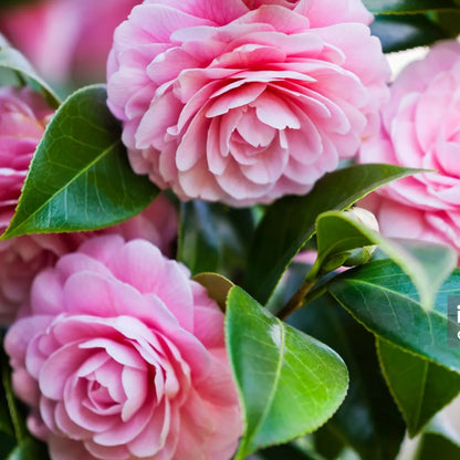 Buy Imported Camellia (Camellia Japonica) - Plant Online at Lalitenterprise