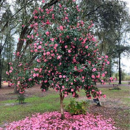Buy Imported Camellia (Camellia Japonica) - Plant Online at Lalitenterprise