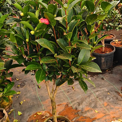 Buy Imported Camellia (Camellia Japonica) - Plant Online at Lalitenterprise