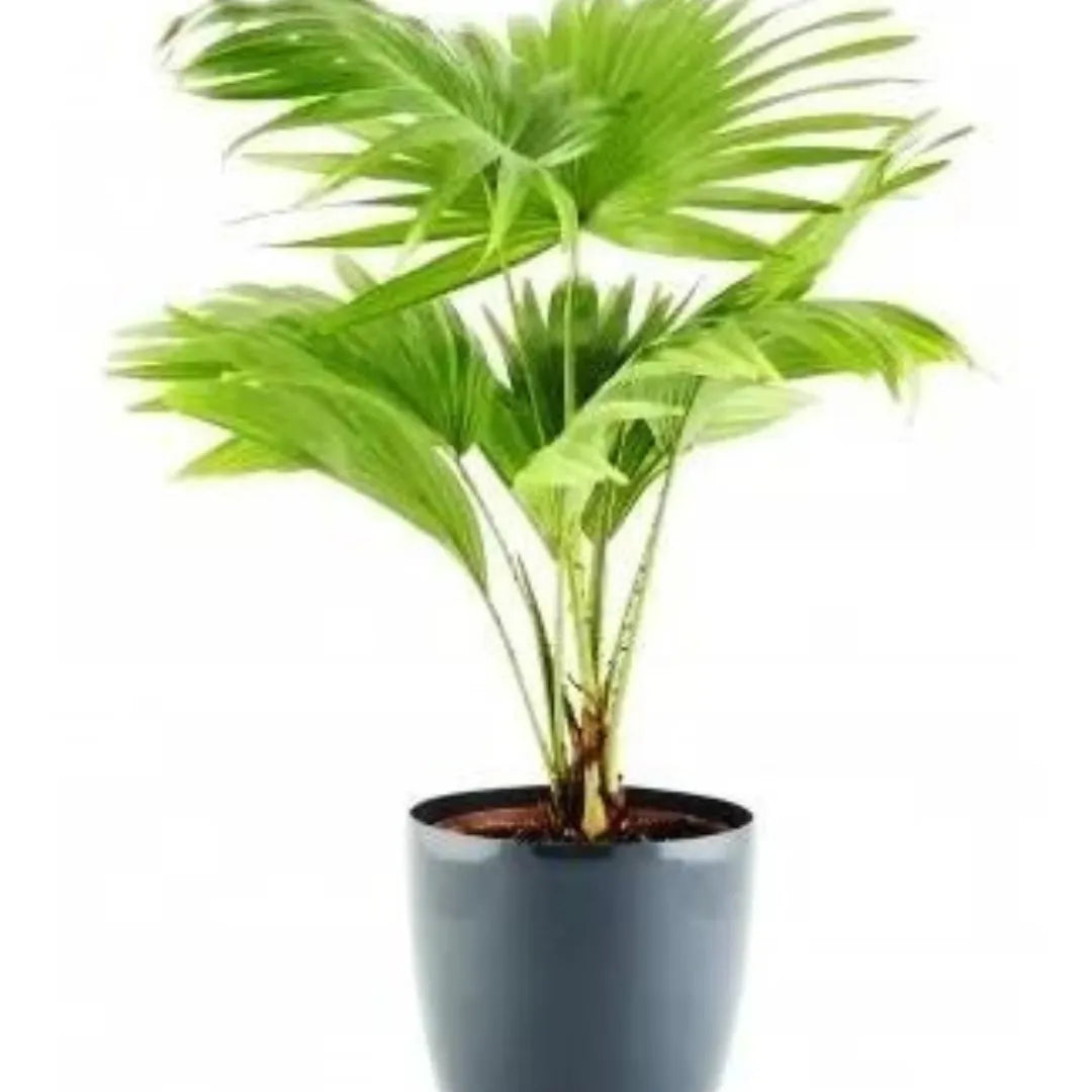 Buy CHINA PLAM Plant Online at Lalitenterprise 