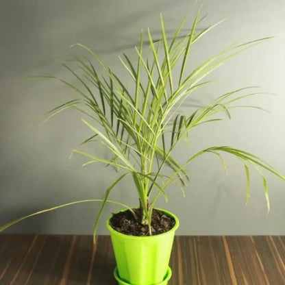 Buy PHOENIX PLAM Plant Online at Lalitenterprise 