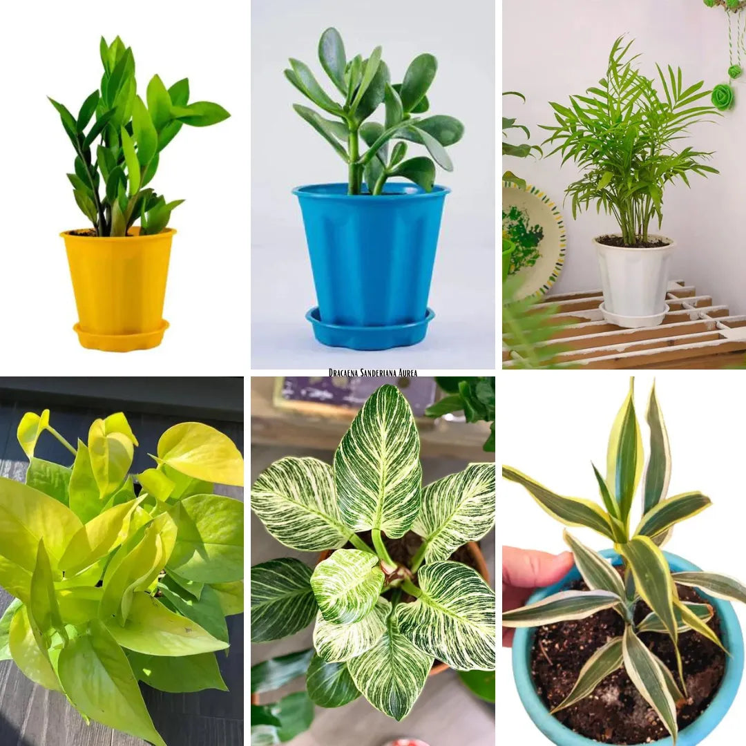 Buy Indoor Starters Plants (Combo Pack of 6) Online at Lalitenterprise