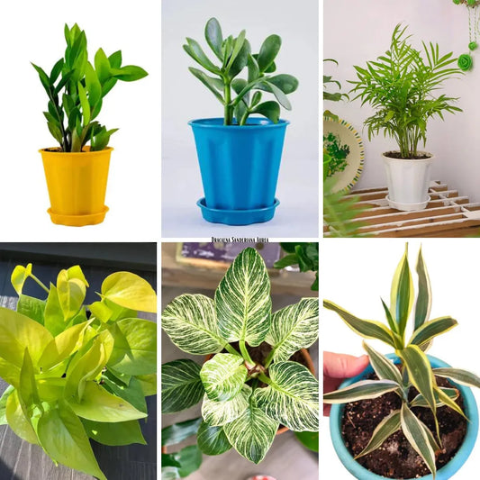 Buy Indoor Starters Plants (Combo Pack of 6) Online at Lalitenterprise