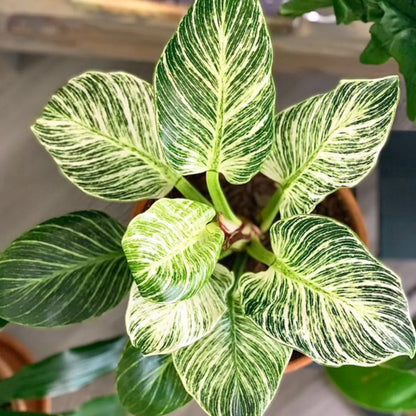 Buy Philodendron Birkin Plant Online at Lalitenterprise