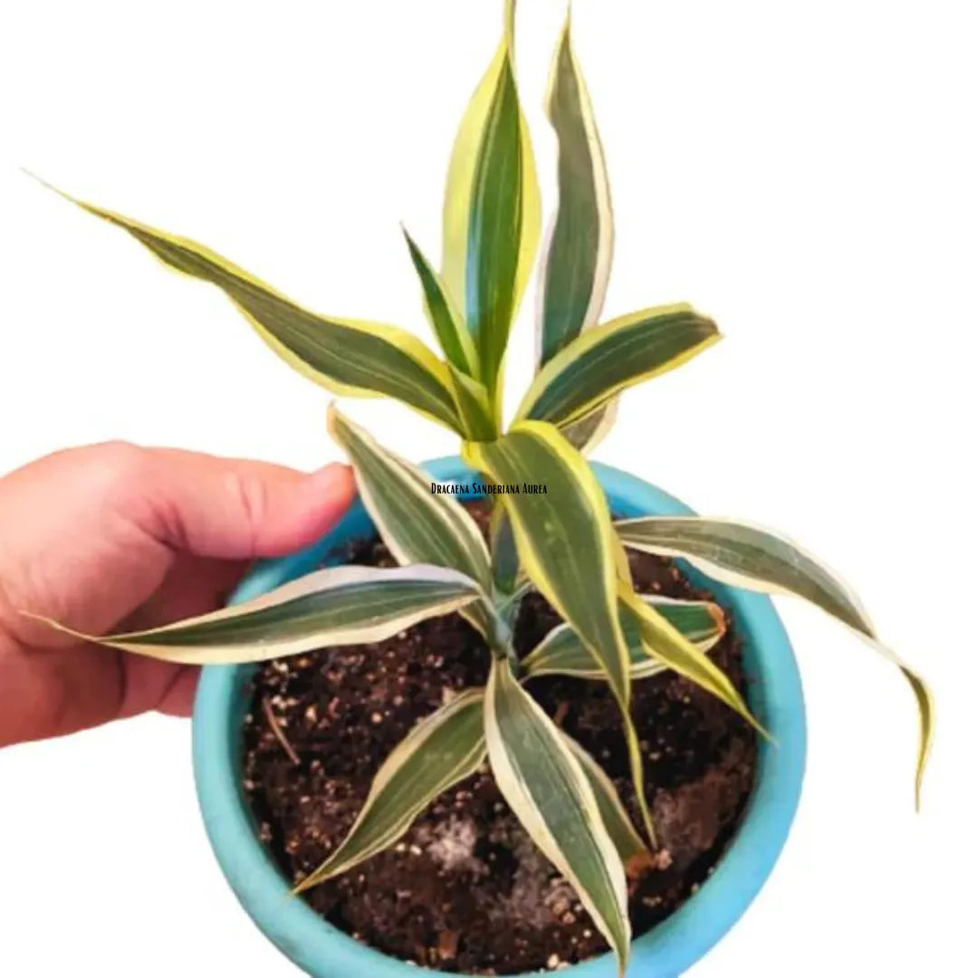 Buy Dracaena Sanderiana Aurea Plant Online at Lalitenterprise