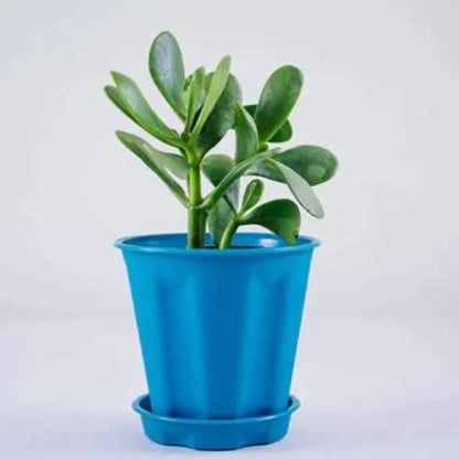 Buy Green Crassula Ovata (Jade) Plant Online at Lalitenterprise