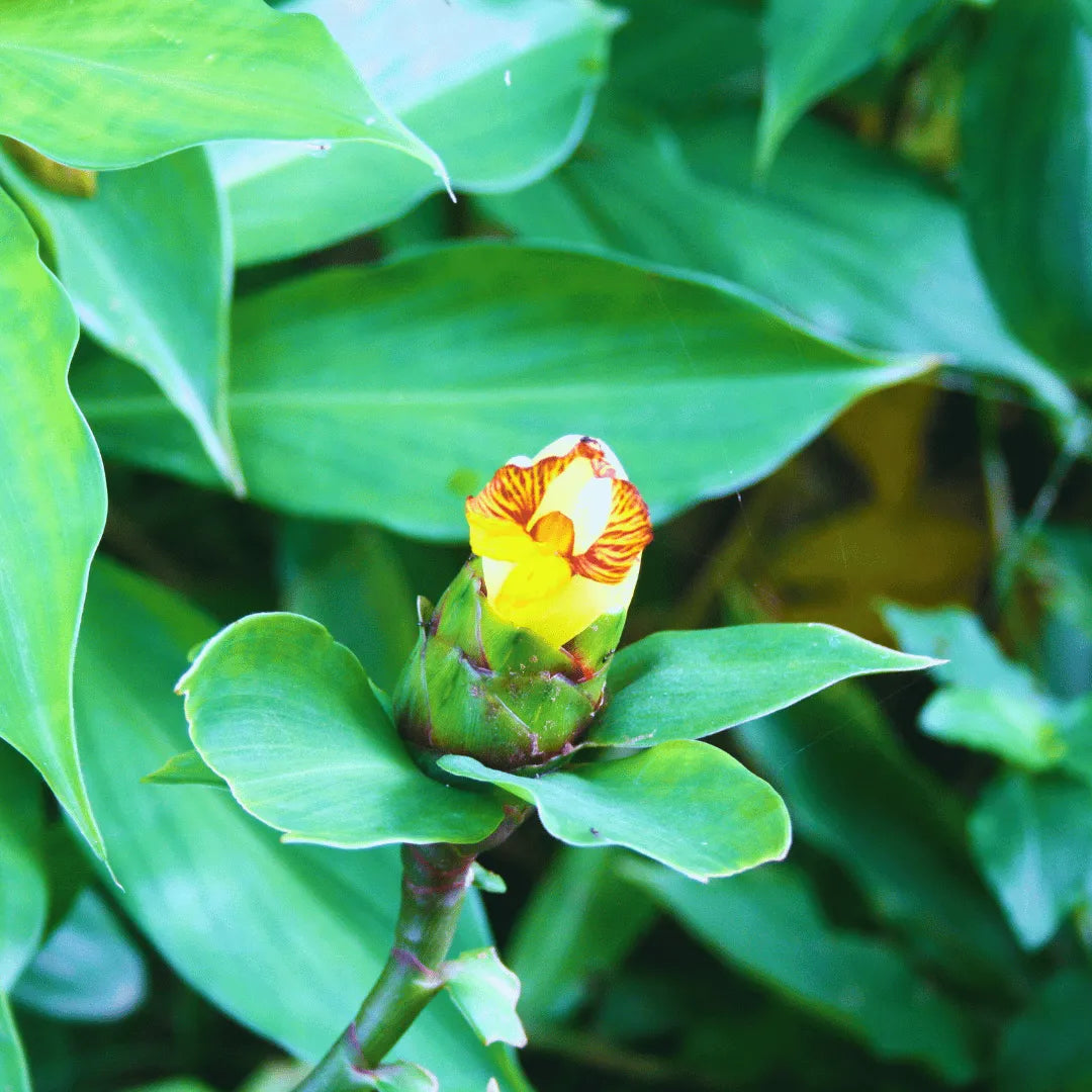 Buy Insulin – Plant Online at Lalitenterprise