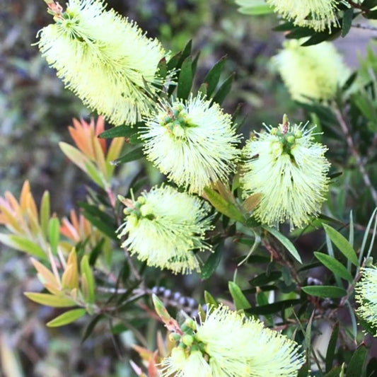 Buy Italian Bottle Brush White - Plant Online at Lalitenterprise