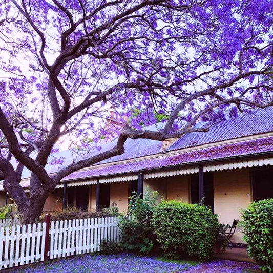 Jacaranda Mimosifolia - Plants