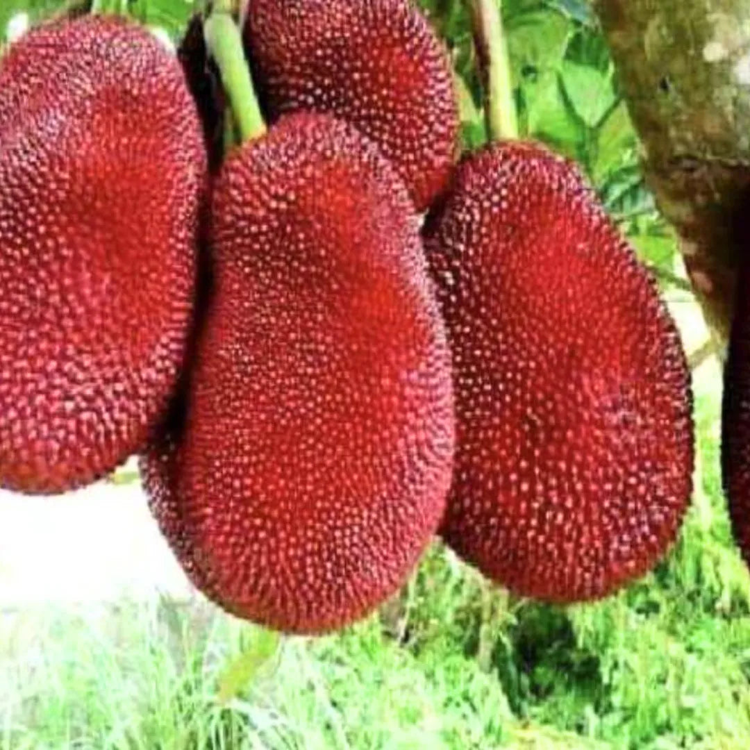 Buy Jackfruit "Red" (Artocarpus Heterophyllus) - Plant Online at Lalitenterprise