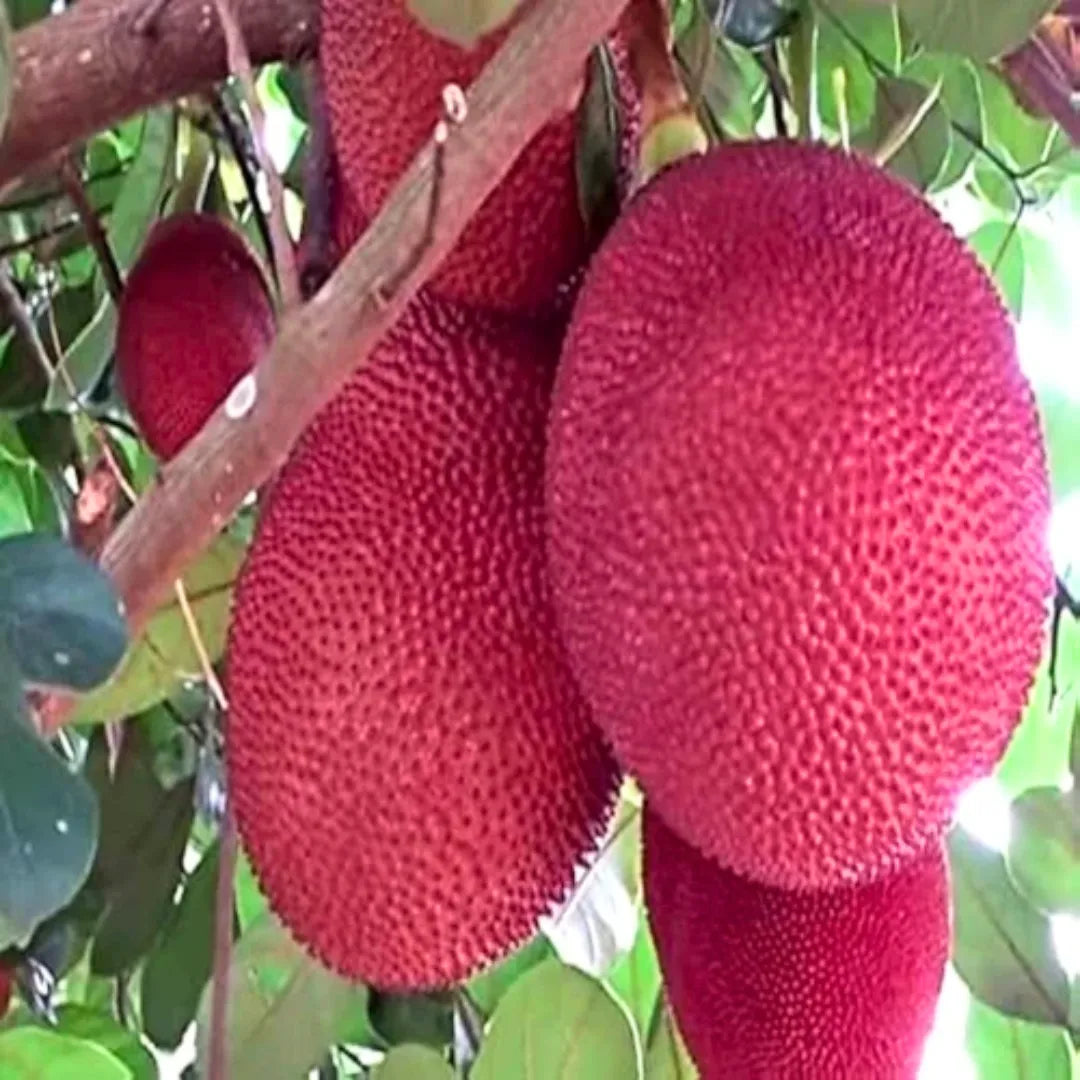 Buy Artocarpus Heterophyllus - Plant Online at Lalitenterprise