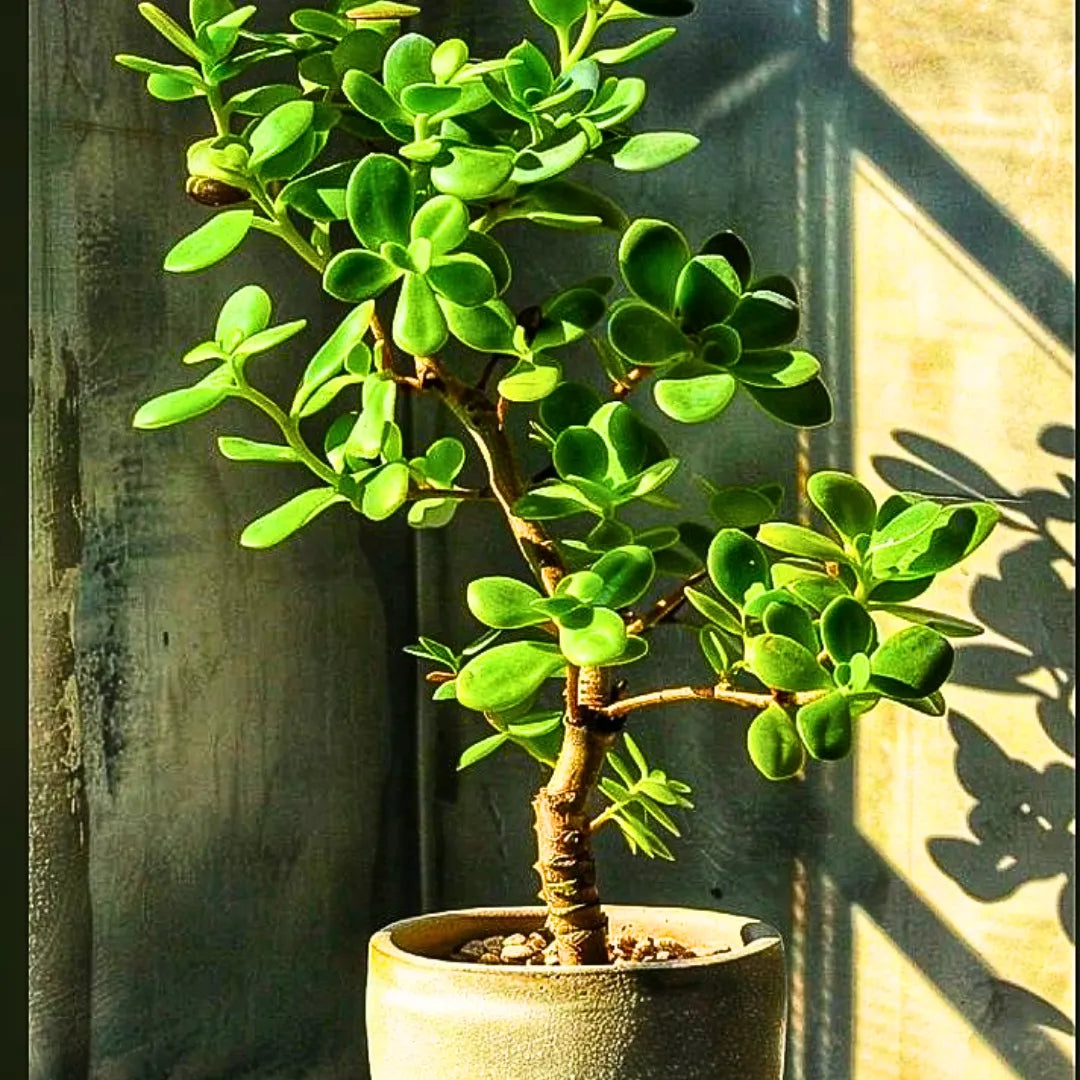 jade lucky plant Crassula Ovata | Jade Plant