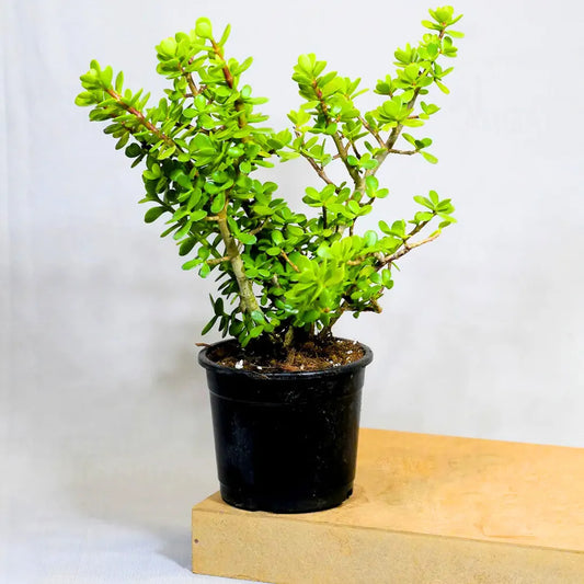 Buy Jade Green Plant (Miniature Crassula Ovata) - Plant Online at Lalitenterprise