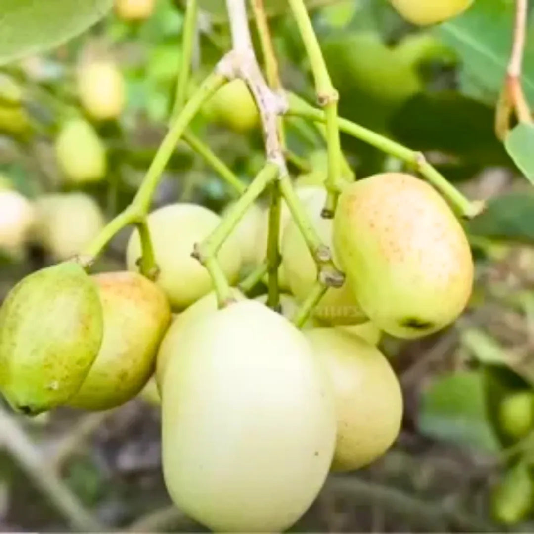 Buy White Syzygium Cumini - Plant Online at Lalitenterptise