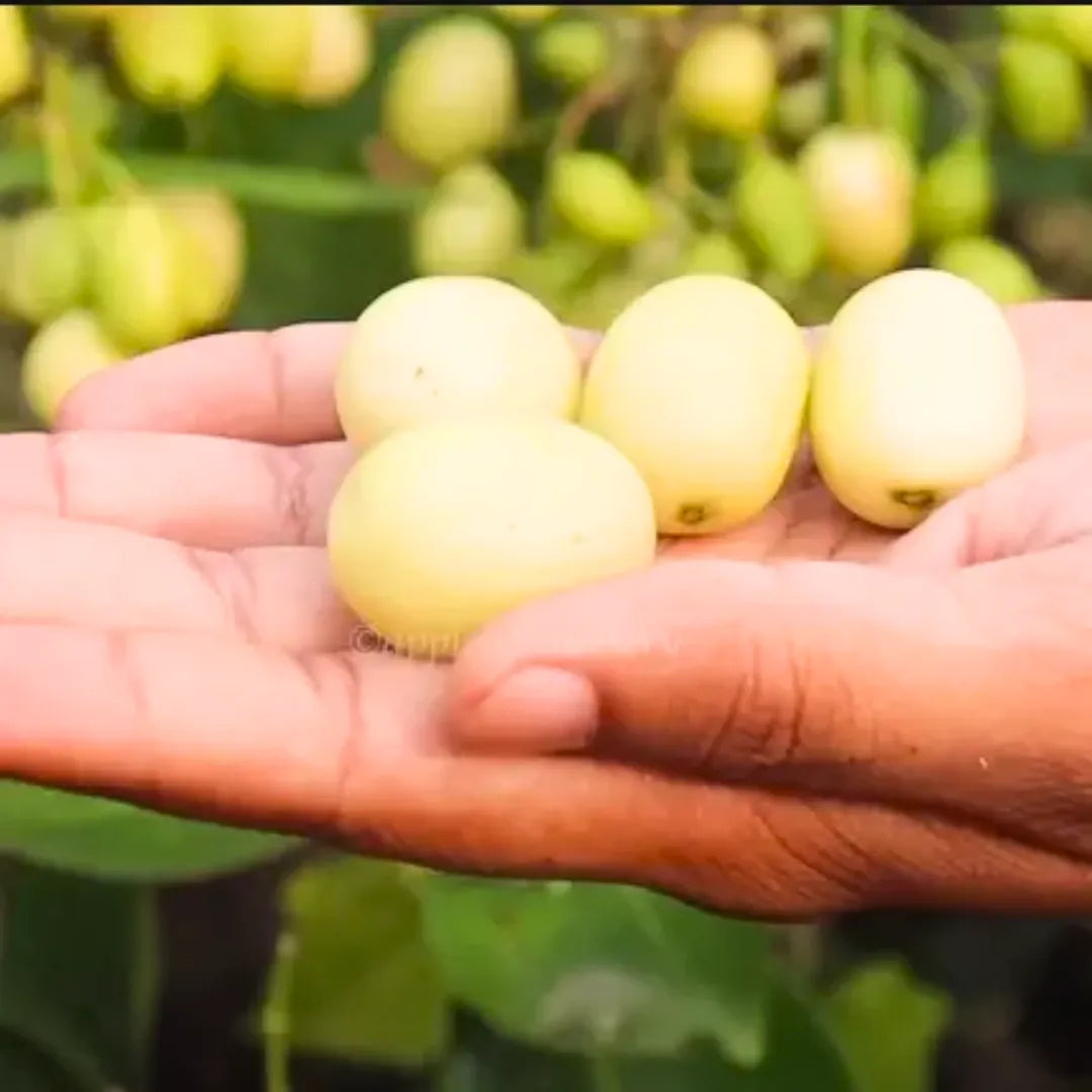 Buy Jamun White - Plant Online at Lalitenterptise