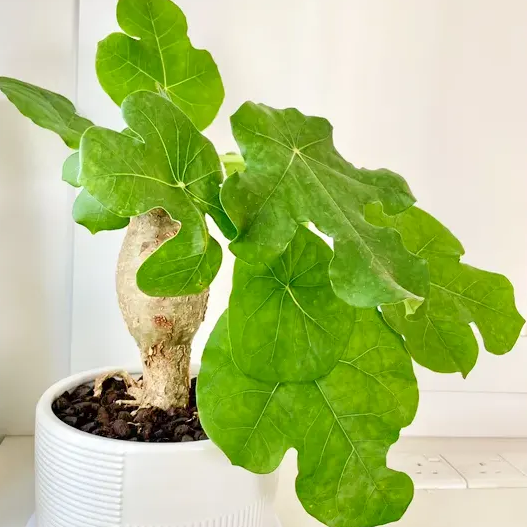  Buddha Belly Plant online at Lalitenterprise