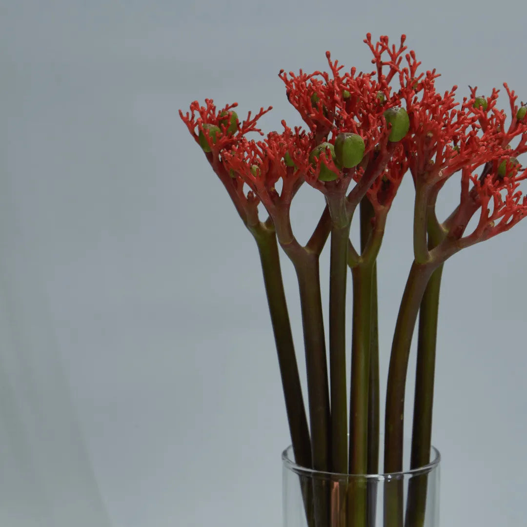 Buy Jatropha podagrica (Gout Plant, Buddha Belly Plant) online at Lalitenterprise