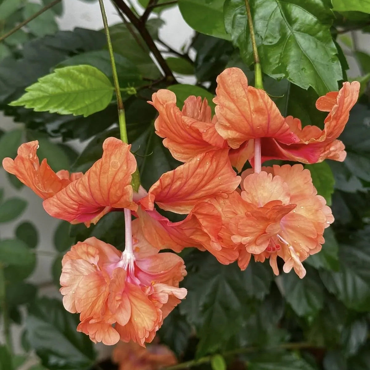 Buy Jhumka Hibiscus "Orange" | Double Flowering Hibiscus - Plant Online at Lalitenterprise