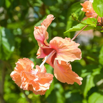 Buy Jhumka Hibiscus "Orange" | Double Flowering Hibiscus - Plant Online at Lalitenterprise