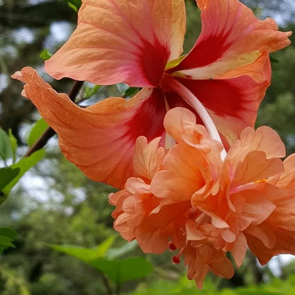 Buy Jhumka Hibiscus "Orange" | Double Flowering Hibiscus - Plant Online at Lalitenterprise